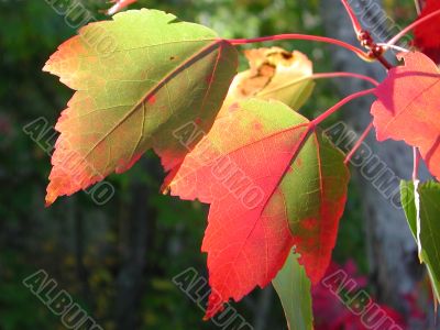Maple leaves