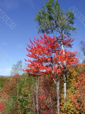 Autumn Colors