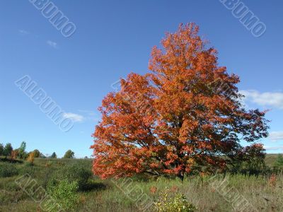 Maple Colors