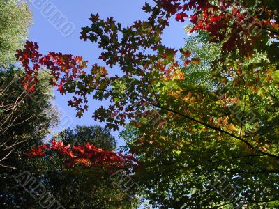 Autumn Colors