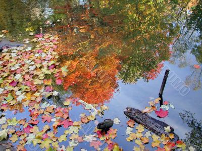 Autumn Colors