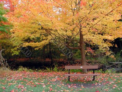 Autumn Colors