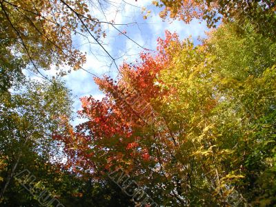 Autumn Colors