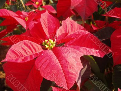 poinsettia