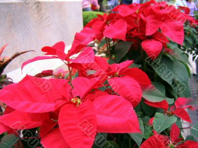 poinsettia
