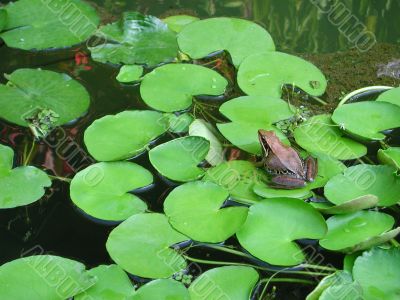 Frog sitting on the water lily