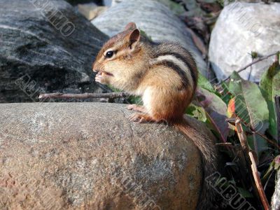 chipmunk