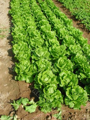 leafy vegetables