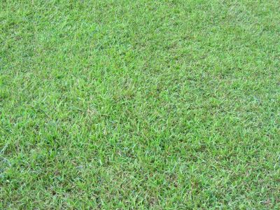 Background of green grass