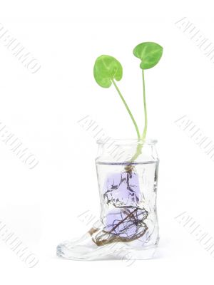 Plant in water