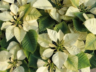 Yellow poinsettia background