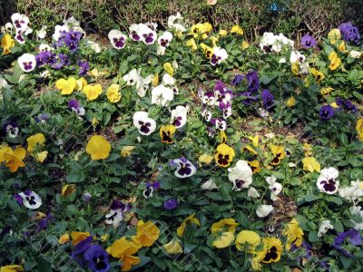 Field of Pansy