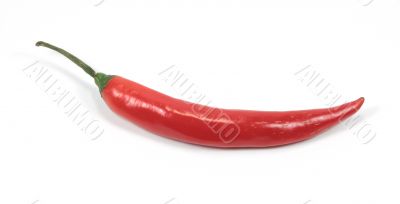 Red chili pepper