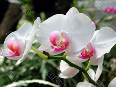 A cluster of white orchids