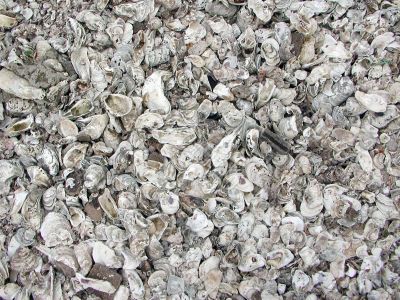 Oyster shells background