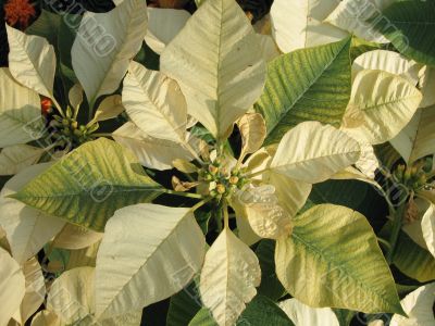 Yellow poinsettia