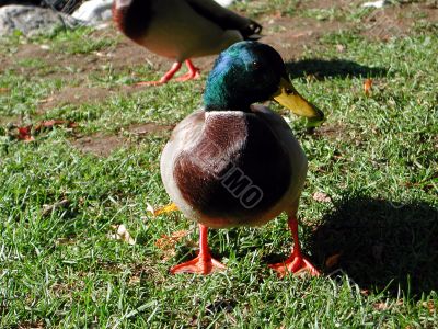 Duck close up