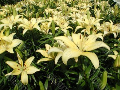 field of yellow lily