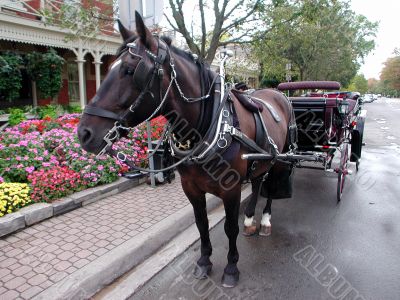 Horse car