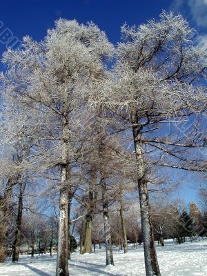 snowflocked trees