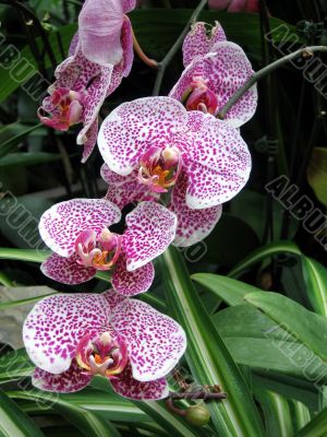 A cluster of pink orchids