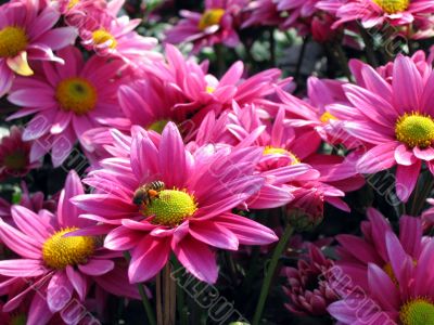 Pink chrysanthemum