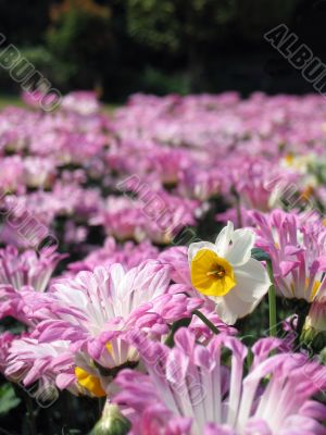 Daffodil in the chrysanthemum