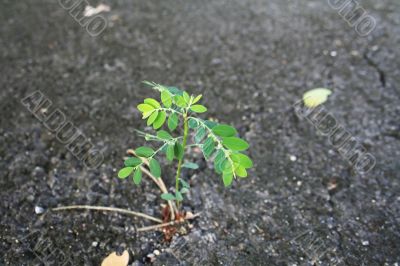 Plant on asphalt