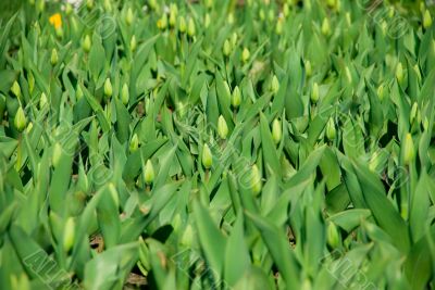 Potential flowers