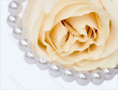 Rose and pearls
