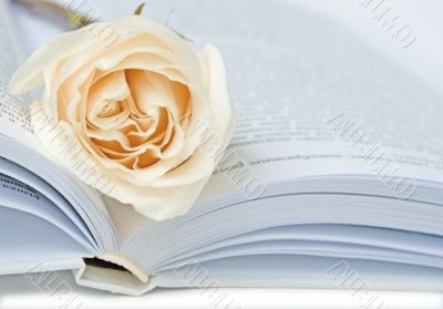 White rose on a book