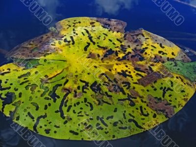 The punched sheet on water