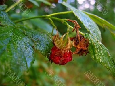 wild raspberry