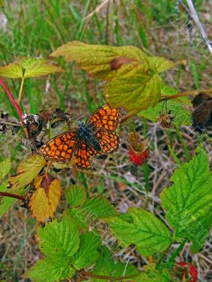 The butterfly and a raspberry