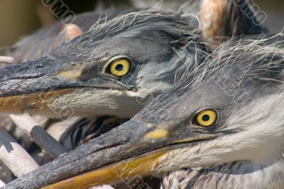 glare of heron bird