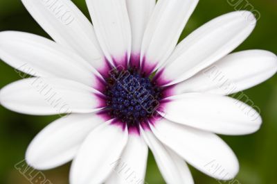 pretty flower