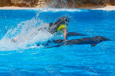 Dolphins