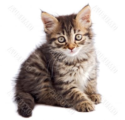 adorable small cat on white bottom