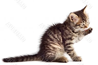 Adorable cat