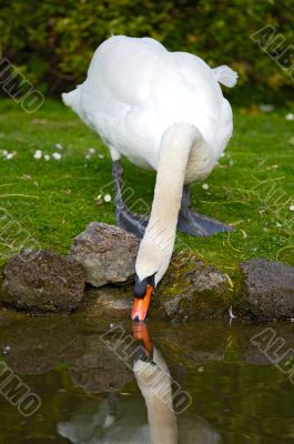 pretty swan drinking water
