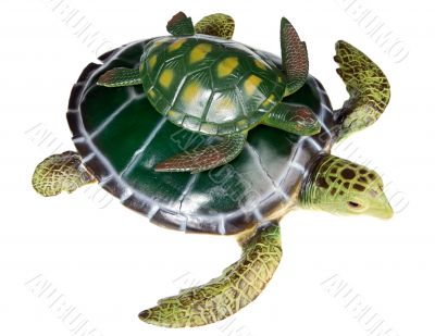 Turtle with your son