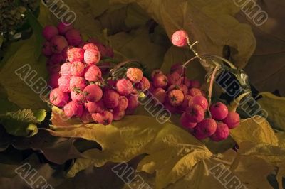 rowan