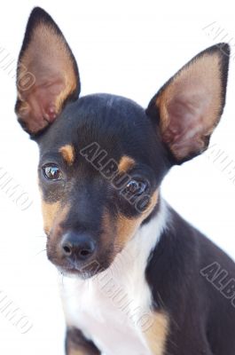 adorable small dog