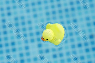 toy duck