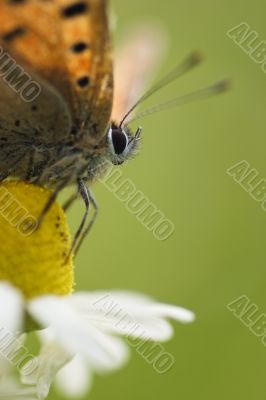 butterfly on camomile