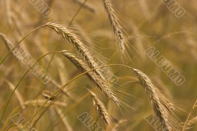 wheat ripe and golden
