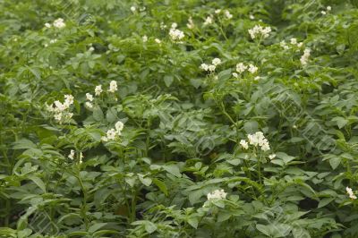 flowering potato plants