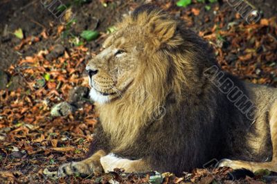 Male lion