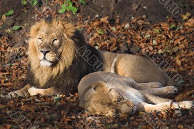 Pair of lions