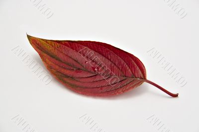 Autumn leaf